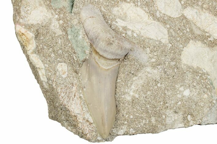 Otodus Shark Tooth Fossil in Rock - Morocco #273650